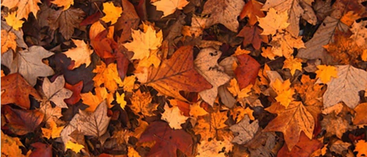 HOW TO RAKE LEAVES WITHOUT HURTING YOUR BACK